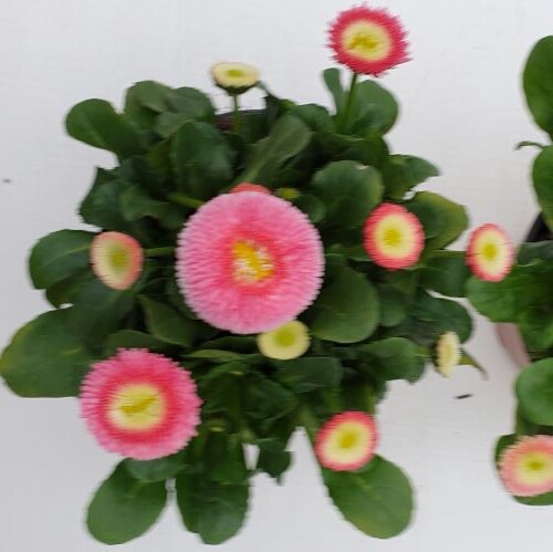 Gänseblümchen Erdbeersahne