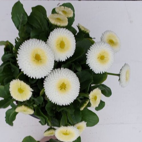 Gänseblümchen weiß