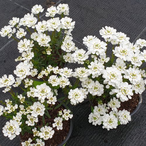 Schleifenblume weiß