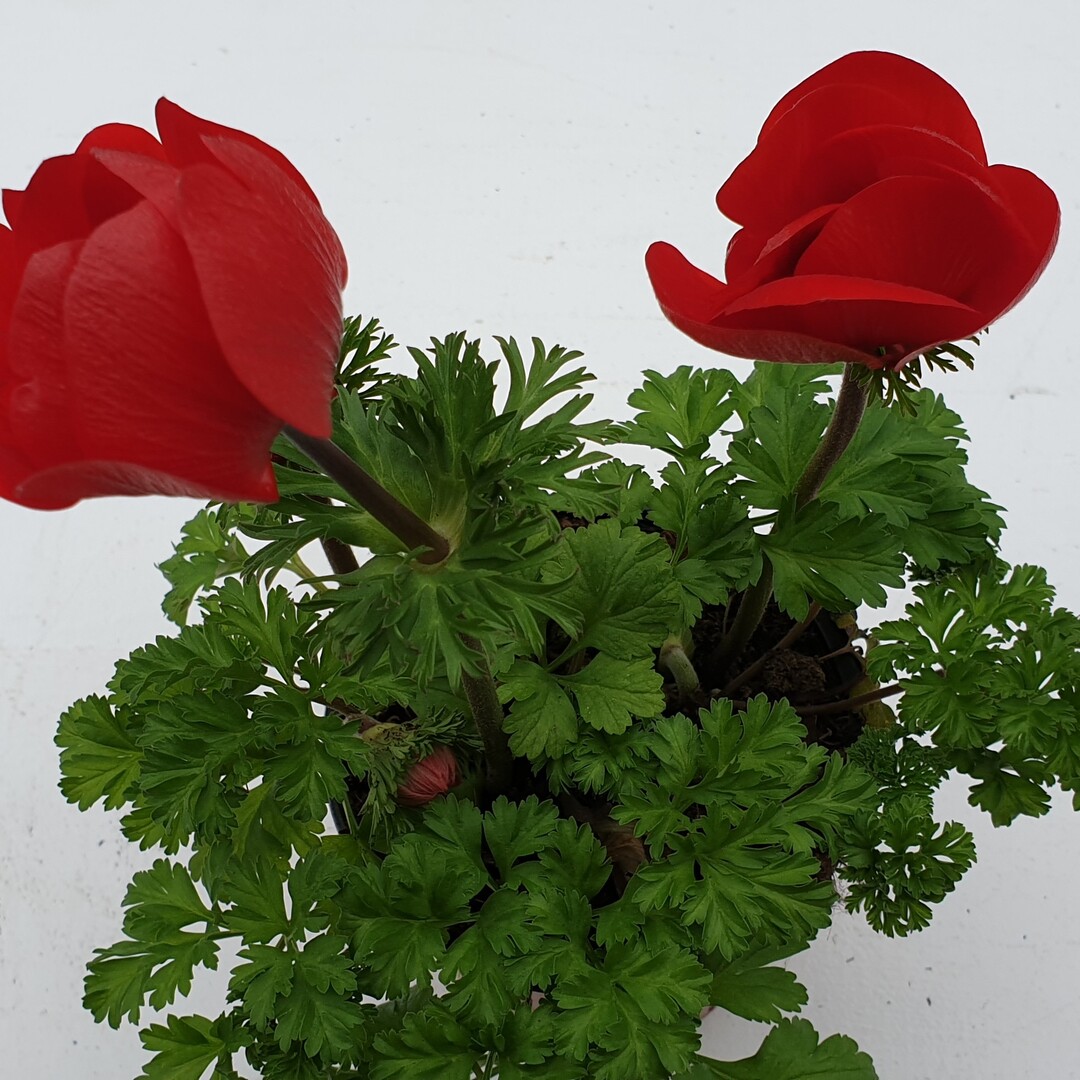 Anemone rot