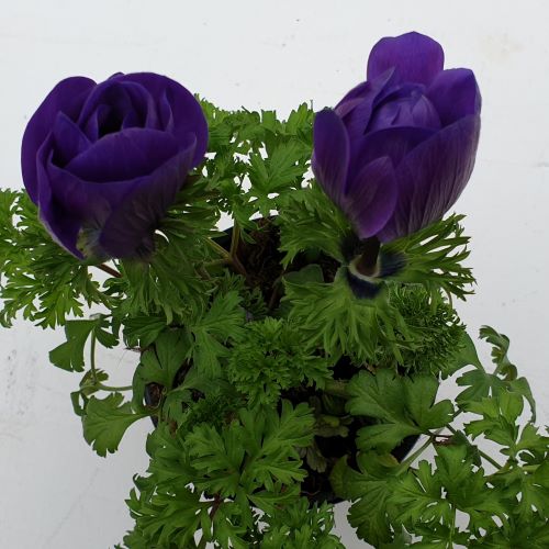 Anemone blau