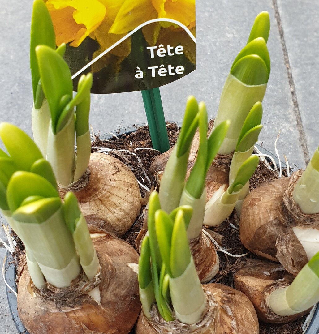 Osterglocken tete a tete