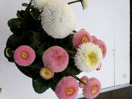 Gänseblümchen zweifarbig