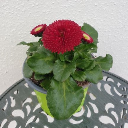 Gänseblümchen rot
