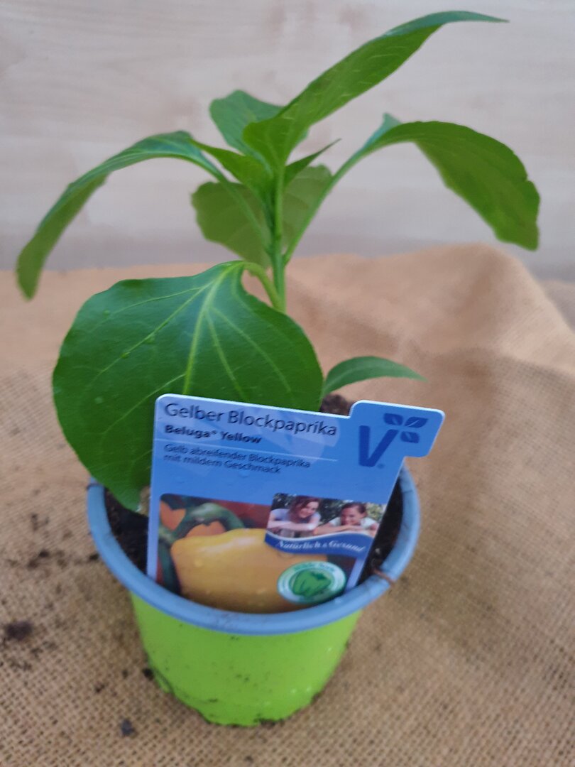 Blockpaprika gelb