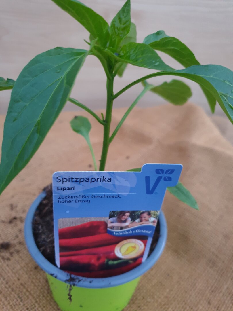 Spitzpaprika rot