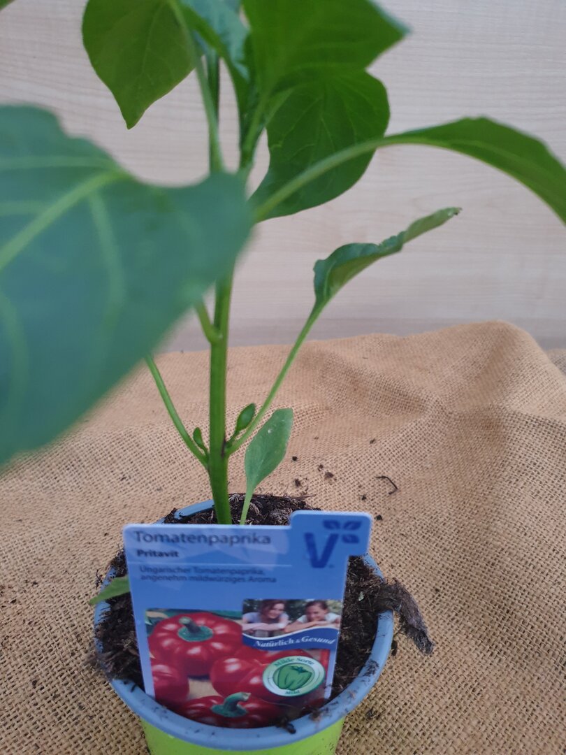 Tomatenpaprika